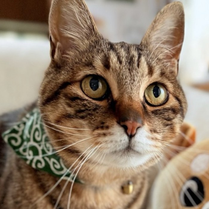 Ginnan close up