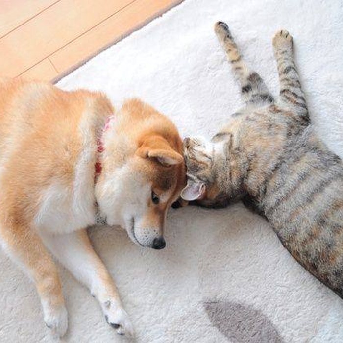 Ginnan and Kabosu lying together