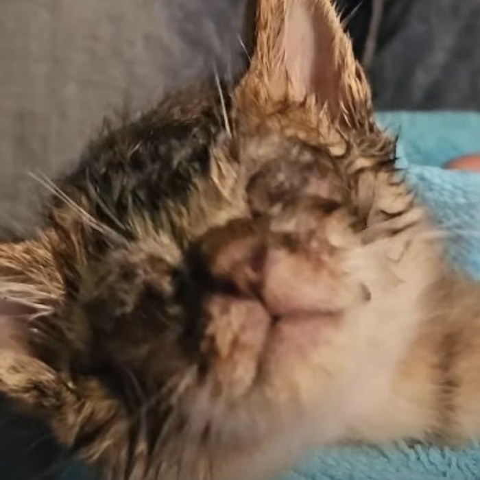 CATE the rescue kitten wrapped in a towel
